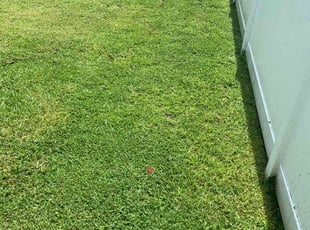 Dana P.'s Lawn Care service result