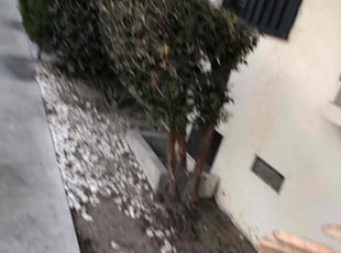 Bush Trimming by Santos Pereira for John F. in Los Angeles, CA