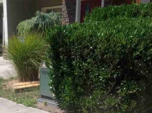 Bush Trimming by Robert Marsico for John H. in Vancouver, WA