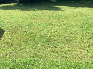 Ricardo B.'s Lawn Care service result