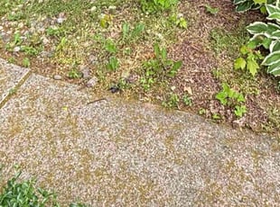 Leaf Removal by Marcquis Taylor for Tracy T. in Wyoming, MI