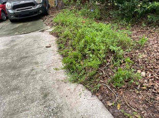 Bush Trimming by Hanif Ibn King for Raj K. in Lakeland, FL