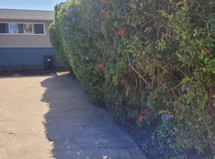 Bush Trimming by Keith Dalke for Kirsten C. in San Diego, CA