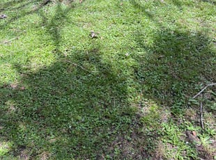 Weeding by Racine Curnell for Sara C. in Summerville, SC