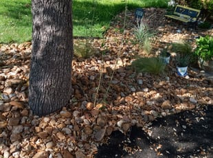 Weeding by Jason Westgor for Casey D. in San Antonio, TX