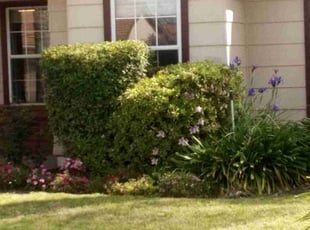Bush Trimming by Alex Rodriguez for Samantha T. in Fresno, CA