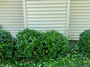 Bush Trimming by Valera Swearngin for Cecelia C. in Virginia Beach, VA