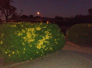 Bush Trimming by Nick Steffes for Heather J. in Phoenix, AZ
