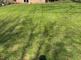 Jeriesha P.'s Lawn Mowing service result