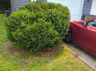 Bush Trimming by Arey Cooper for Douglas A. in Jonesboro, GA