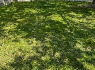 Nicholi H.'s Lawn Care service result