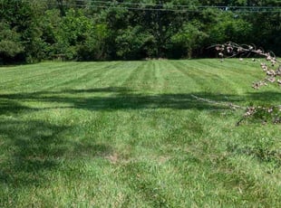 kelwyn H.'s Grass Cutting service result