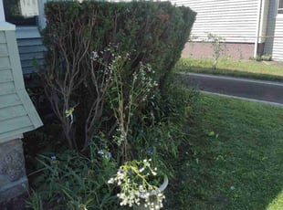 Bush Trimming by Matthew Spinelli for Dionna D. in West Haven, CT