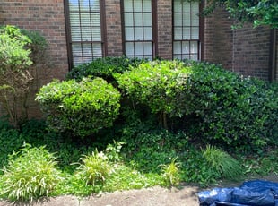 Bush Trimming by Gilberto Lopez-Malave for Christine G. in Dunwoody, GA