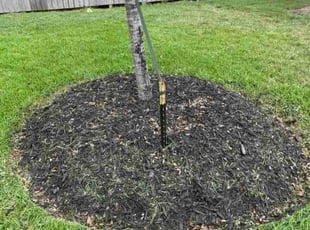 Weeding by Ana Zelaya for Paul D. in MISSOURI CITY, TX