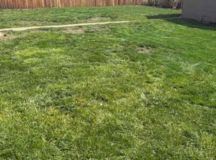 Neug S.'s Yard Cutting service result