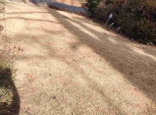Leaf Removal by Allan Roberts for Matthias M. in Washington, DC