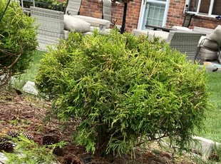 Bush Trimming by Melvin Boothe for LaTosha F. in Waterford Township, MI