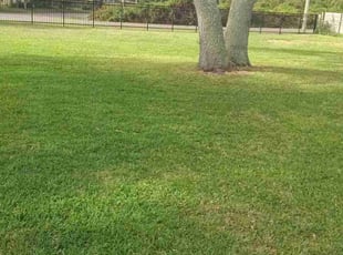 Egberto C.'s Grass Cutting service result