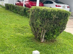Bush Trimming by Hanif Ibn King for James M. in Zephyrhills, FL