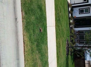 Sophia G.'s Lawn Maintenance service result