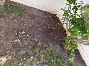 Leaf Removal by Alma Bonar for Emmanuel A. in Draper, UT