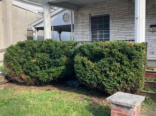 Bush Trimming by Allison Conley for Barbara J. in Scranton, PA