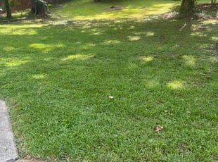 Linda L.'s Lawn Mowing service result