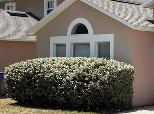 Bush Trimming by James Douglas for Jeff W. in Groveland, FL