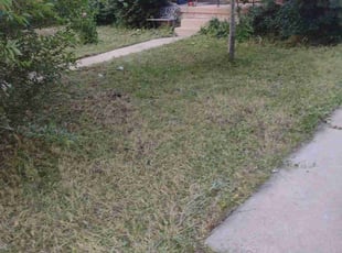 Bush Trimming by Joseph Schweffermann for Anthony D. in Denver, CO