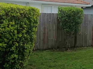 Bush Trimming by John Hernandez for ELIZABETH F. in Miami, FL