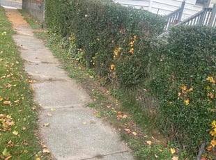 Bush Trimming by Troy Carroll for Steve A. in Rensselaer, NY