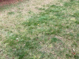 Leaf Removal by Andrew Gilmore for Carter H. in Detroit, MI
