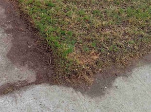 Leaf Removal by Jose Gonzalez for Shanara C. in Bakersfield, CA