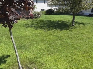 Charniece J.'s Lawn Care service result