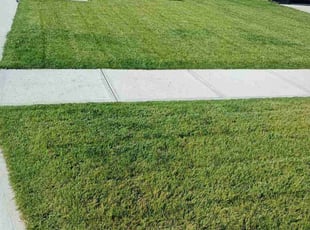 Alex B.'s Lawn Maintenance service result