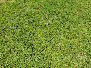 Sarah B.'s Lawn Maintenance service result