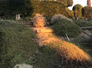 Bush Trimming by Christian Perez for Dion S. in Diamond Bar, CA