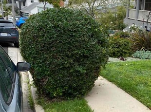 Bush Trimming by Ross Johnson for Novella F. in Los Angeles, CA