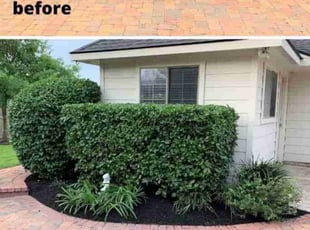 Bush Trimming by Jordan Weaver for Neha B. in Cape Coral, FL
