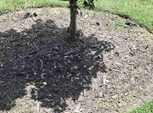 Weeding by Kelvin Gooding for Dan S. in Virginia Beach, VA