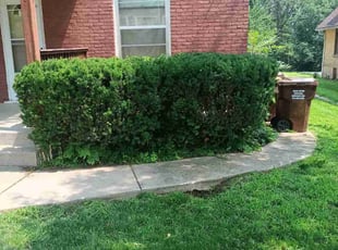 Bush Trimming by Joshua Barry for Kesala R. in Rockford, IL