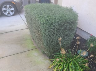 Bush Trimming by Juan Rodriguez for Mitra T. in Sacramento, CA