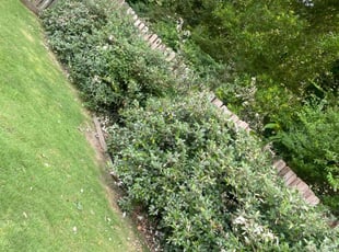 Bush Trimming by Jackie Dixon for David C. in Birmingham, AL