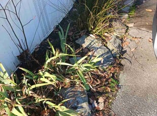 Weeding by Bryan Crowder for Paul F. in Newark, DE