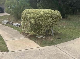 Bush Trimming by Pablo Gonzalez for Jennah B. in Round Rock, TX