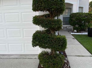Bush Trimming by Carma Jones for Amirah A. in Riverview, FL