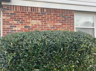 Bush Trimming by Bryan Oren for Amanda z. in Chesapeake, VA