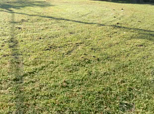 Sharon C.'s Lawn Mowing service result