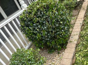 Bush Trimming by Theodore Weir for Felicia B. in Virginia Beach, VA